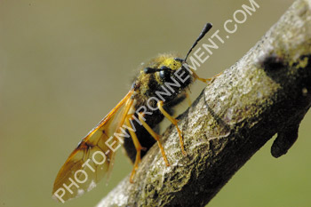 Photo Cimbicidae (Hymenoptera)