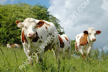 Photo Vaches dans les prs