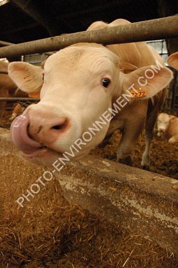Photo Vache dans son enclos
