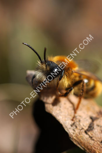 Photo Andrena fulva malle