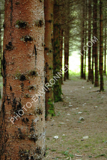 Photo Plantation de pins - exploitation forestire