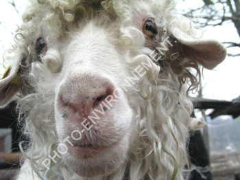 Photo Mouton laineux