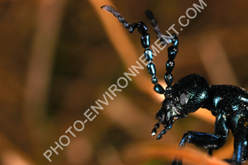 Photo Meloe sp. (Coleoptera)