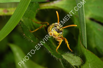 Photo Nomada sp. (Hymenoptera)