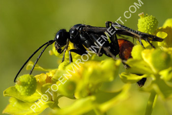 Photo Pompilidae (Hymenoptera)