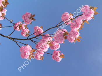 Photo Floraison d'un arbre fruitier