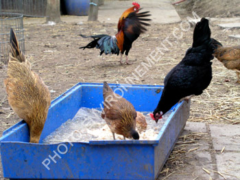 Photo Alimentation des poules en basse-court