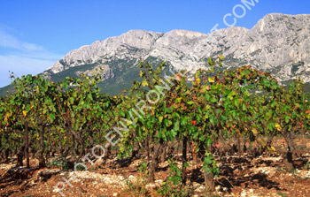 Photo Vignes sur la Montagne Sainte Victoire