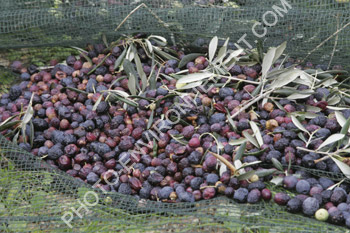 Photo Rcolte des olives