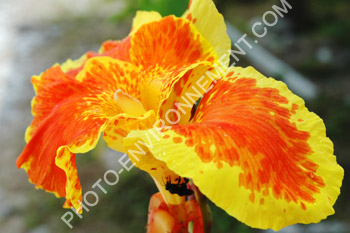 Photo Fleur tropicale