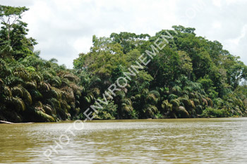 Photo Fret tropicale d'amrique centrale