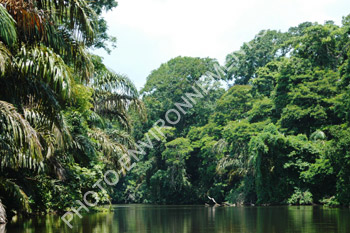 Photo Fret tropicale d'amrique centrale