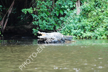 Photo Crocodile d'amrique