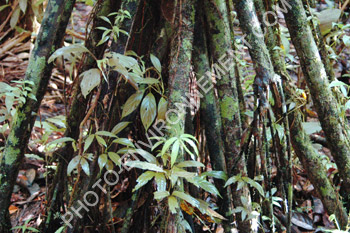 Photo Palmier de mangrove (Socratea exorrhiza Arecaceae)