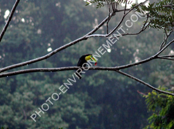 Photo Toucan (Ramphastos sulfuratus)
