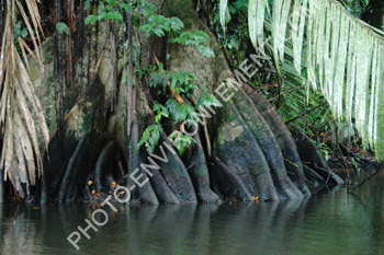 Photo Arbre de mangrove (Ficus sp.)