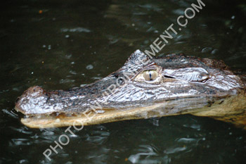 Photo Caman (caiman crocodilus)