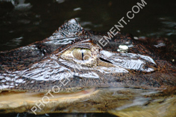 Photo Oeil du Caman (caiman crocodilus)