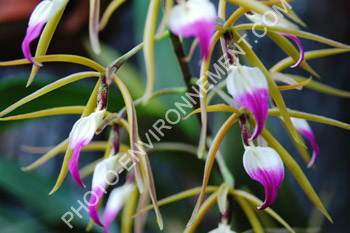 Photo Orchide