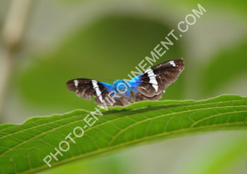 Photo Papillon tropical