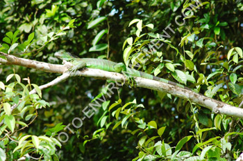 Photo Iguane vert femelle (Iguana Iguana)