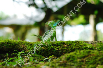 Photo Prince vert (Basiliscus plumifrons)