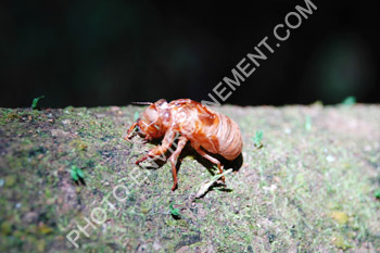 Photo Mue de carapace d'insecte