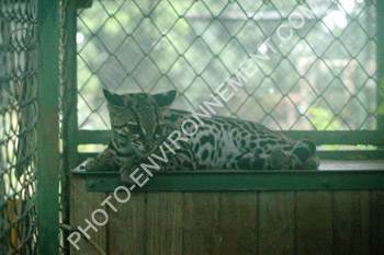 Photo Margay (Leopardus wiedii) centre de conservation
