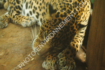 Photo Jaguar (Panthera Onca) - centre de conservation