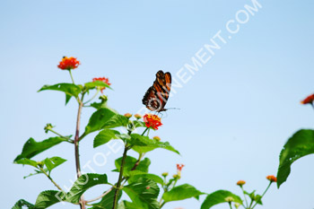 Photo Monarch (Danaus plexippus)