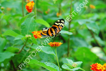 Photo Papillon tropical (Heliconius ismenius clarescens)