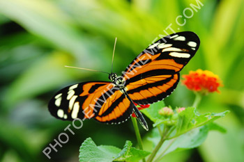 Photo Papillon tropical (Heliconius ismenius clarescens)