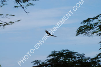 Photo Vol du vautour noir (Coragyps atratus)