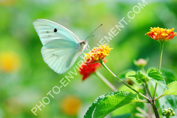 Photo Papillon tropical