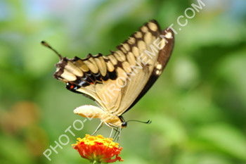 Photo Papillon tropical (papilio thoas nealces)