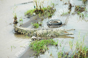 Photo Crocodile d'amrique (cocodylus acutus)