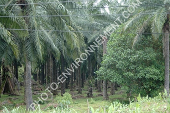 Photo Plantation de Palmier  huile