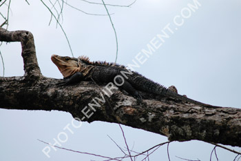 Photo Iguane (iguana iguana)