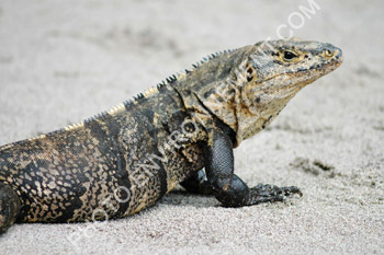 Photo Iguane femelle (iguana iguana)