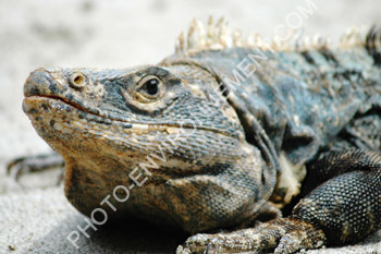 Photo Iguane mle (iguana iguana)