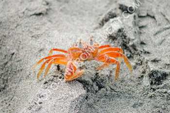 Photo Crabe rouge de sable