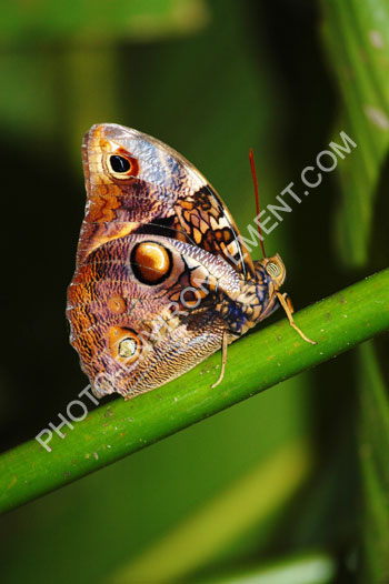 Photo Papillon tropical (Caligo memnon memnon)