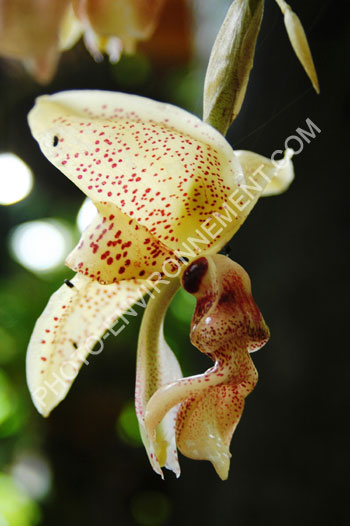 Photo Orchide