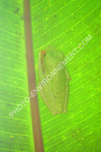 Photo Grenouille de verre (Hyalinobatrachium)