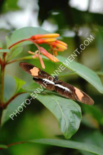 Photo Papillon (Heliconius erato pativerana)