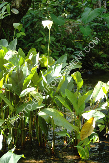 Photo Spathiphyllum en milieu naturel