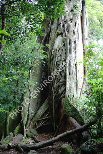 Photo Racine d'arbre de mangrove (Fixus sp.)