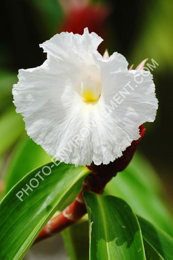 Photo Fleur tropicale