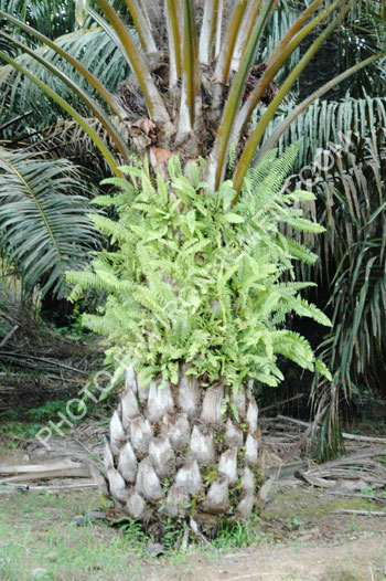 Photo Plantes piphytes sur un palmier  Huile