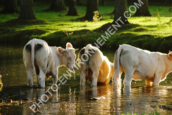 Photo Vaches en semi-liberté